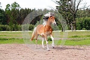 Skewbald horse galloping free at the pasture