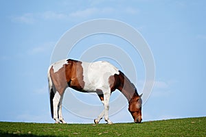 Skewbald horse grazing.