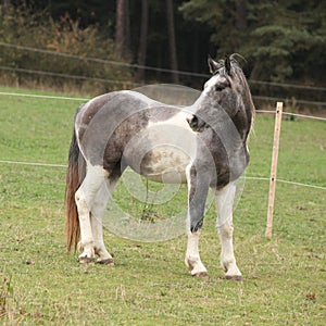 Skewbald horse on pasturage