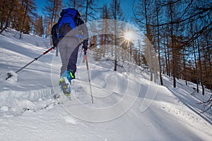 Ski de randonnÃ©e. Woman climbs into the woods with the sun in t