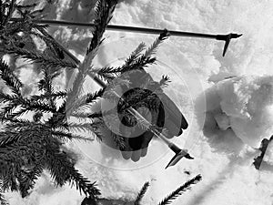 Ski gloves, skis and ski poles in the snow under the tree in winter or spring