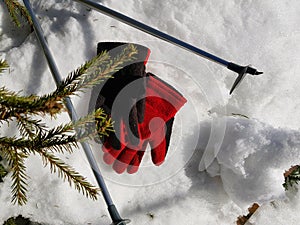 Ski gloves, skis and ski poles in the snow under the tree in winter or spring