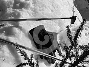 Ski gloves, skis and ski poles in the snow under the tree in winter or spring