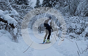 ski mountaineering in the forest with fresh snow