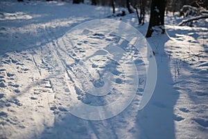 ski path in forest closeup selective focus