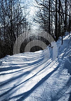 ski path in the winter beech forest