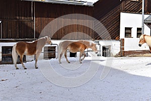 Ski resort with beautiful haflinger horses in the snow