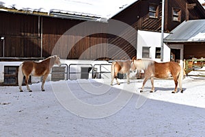 Ski resort with beautiful haflinger horses in the snow