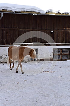 Ski resort with beautiful haflinger horses in the snow