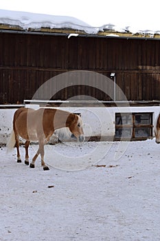 Ski resort with beautiful haflinger horses in the snow