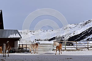 Ski resort with beautiful haflinger horses in the snow