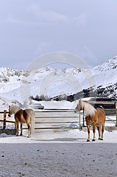 Ski resort with beautiful haflinger horses in the snow