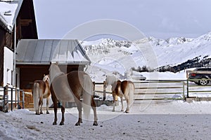 Ski resort with beautiful haflinger horses in the snow