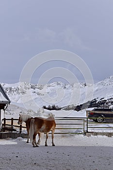 Ski resort with beautiful haflinger horses in the snow