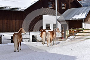 Ski resort with beautiful haflinger horses in the snow