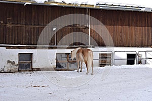 Ski resort with beautiful haflinger horses in the snow