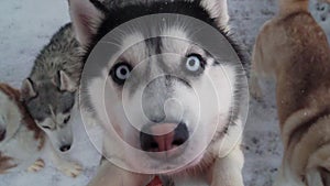 Ski resort entertainments. Close up husky blue eyes. Husky farm. Portrait of cute siberian husky