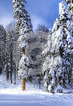 Ski resort Krasnaya Polyana SOCHI