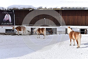 Ski resort stables with beautiful haflinger horses in the snow