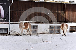 Ski resort stables with beautiful haflinger horses in the snow