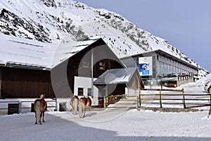 Ski resort stables with beautiful haflinger horses in the snow