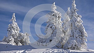 Ski Resort Winter Landscapes, Mountains in Snowing, Alpine Nature View in Wintertime, Conifer Forest Scene in Snow