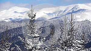 Ski Resort Winter Landscapes, Mountains in Snowing, Alpine Nature View in Wintertime, Conifer Forest Scene in Snow