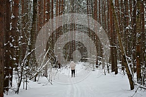 Ski road through the snowy pine forest. Tall pines on the branches of trees snow and ice. Girl