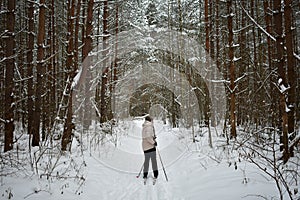 Ski road through the snowy pine forest. Tall pines on the branches of trees snow and ice. Girl