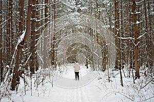 Ski road through the snowy pine forest. Tall pines on the branches of trees snow and ice. Girl