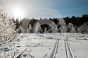 Ski run on the white snow as straight lines - trails, disappearing into the distance to the forest