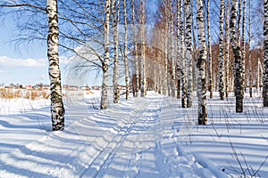 Ski run in a winter birch forest Cross country ski trails