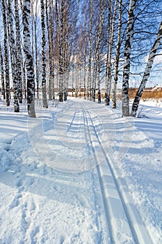 Ski run in a winter birch forest Cross country ski trails
