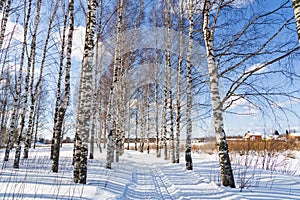 Ski run in a winter birch forest Cross country ski trails