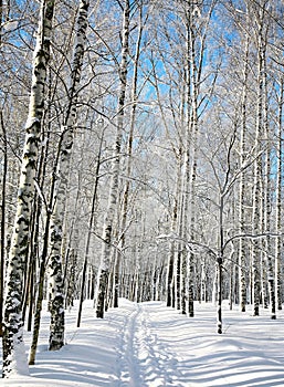 Ski run in winter birch grove