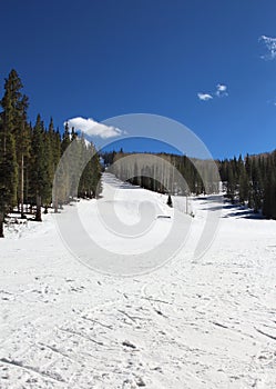 Ski Slope with evergreen trees