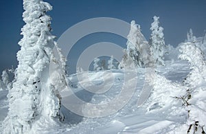 Ski slope in the snow forest