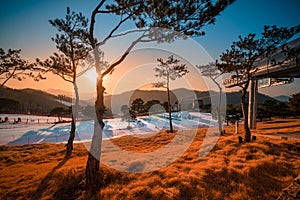 Ski slopes with tree at sunset in South Korea