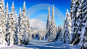 Ski Slopes and a Winter Landscape with Snow Covered Trees on the Ski Hills near the village of Sun Peaks