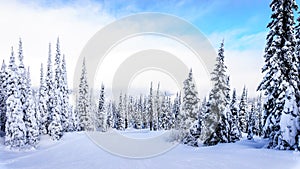 Ski Slopes and a Winter Landscape with Snow Covered Trees on the Ski Hills near the village of Sun Peaks
