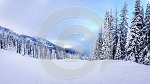 Ski Slopes and a Winter Landscape with Snow Covered Trees on the Ski Hills near the village of Sun Peaks