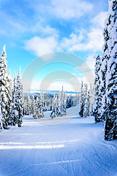 Ski Slopes and a Winter Landscape with Snow Covered Trees on the Ski Hills near the village of Sun Peaks