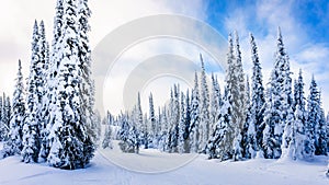 Ski Slopes and a Winter Landscape with Snow Covered Trees on the Ski Hills near the village of Sun Peaks