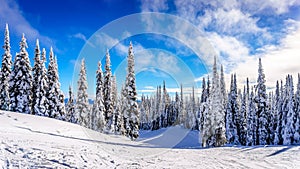 Ski Slopes and a Winter Landscape with Snow Covered Trees on the Ski Hills near the village of Sun Peaks