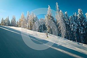 Ski touring on the snowy slope, Carpathians, Transylvania, Romania