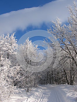 Ski track in a forest.