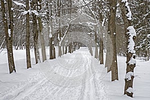 Ski track in the snow along the tree lane in the park in winter.