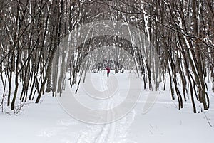 Ski track in the winter wood