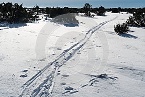 Ski tracks among junipers in a plain landscape photo