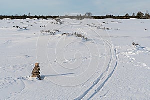 Ski tracks in a marked pathway